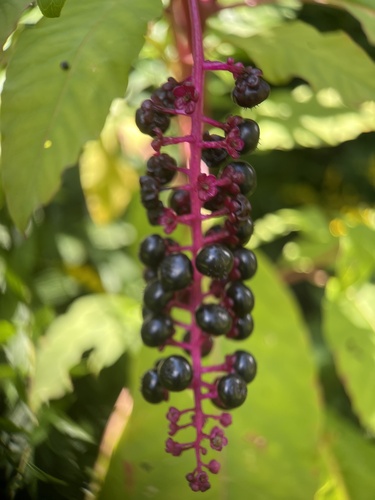 American pokeweed