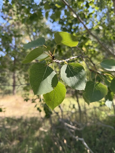 quaking aspen