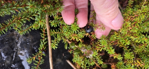 black crowberry
