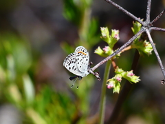 Euphilotes bernardino