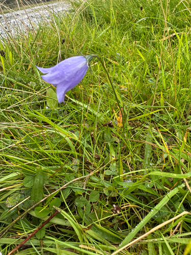 Common Harebell