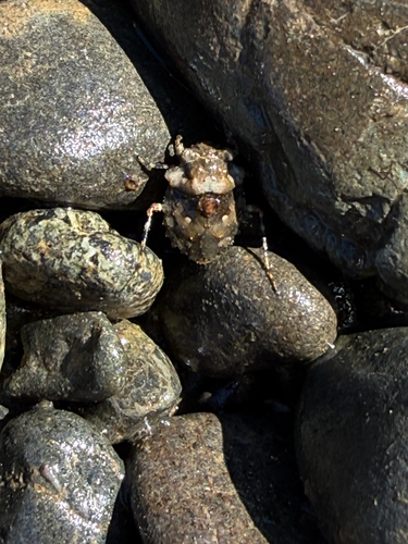 Big-eyed Toad Bug