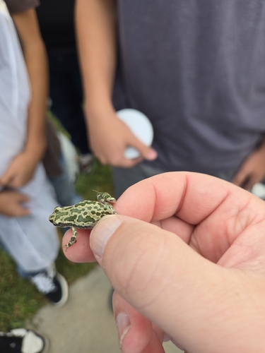 Spotted Chorus Frog