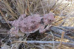 Phrynosoma goodei