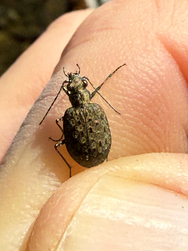 Opisthius richardsoni