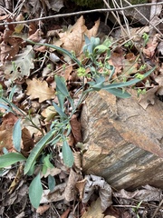 Bupleurum falcatum, photograph (c) Thomas Ebner, some rights reserved (CC BY)
