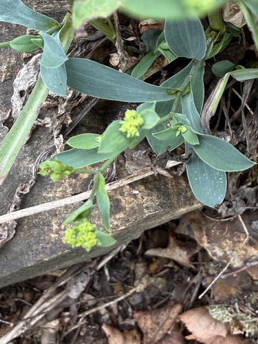 Bupleurum falcatum, photograph 4