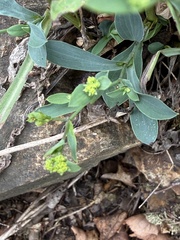 Bupleurum falcatum, photograph (c) Thomas Ebner, some rights reserved (CC BY)