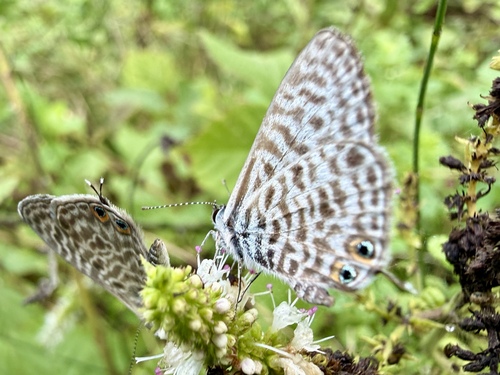 Lang's Short-tailed Blue