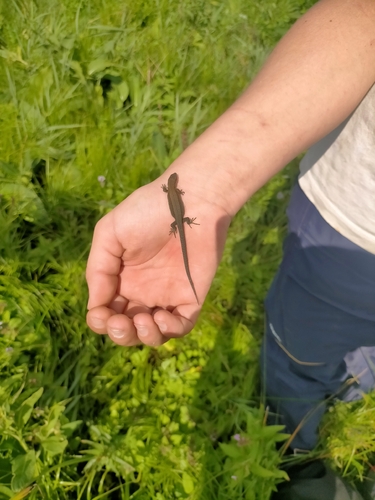 Viviparous Lizard