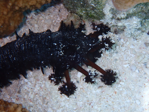 Holothuria leucospilota observed 2026-08-04