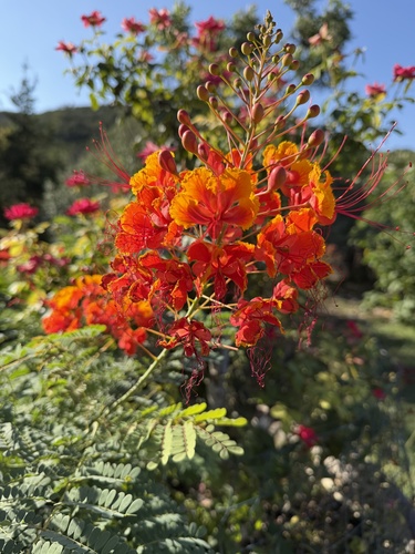 peacock flower