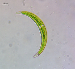 Closterium venus