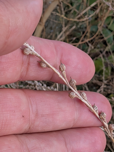 Rapistrum rugosum, photograph 4