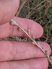 author not stated, no rights reserved Rapistrum rugosum, photograph author not stated, no rights reserved