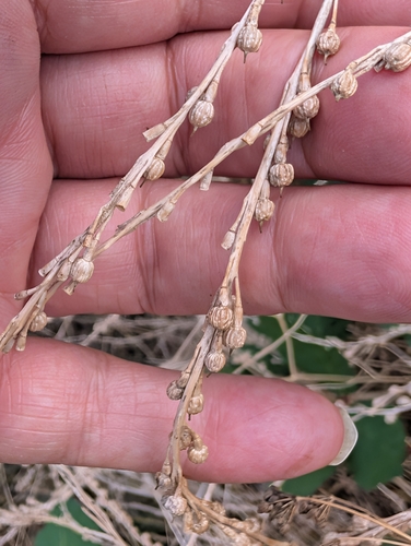 Rapistrum rugosum, photograph 5