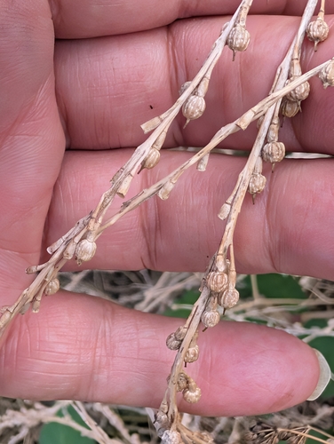 Rapistrum rugosum, photograph 6