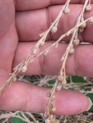 Rapistrum rugosum, photograph author not stated, no rights reserved