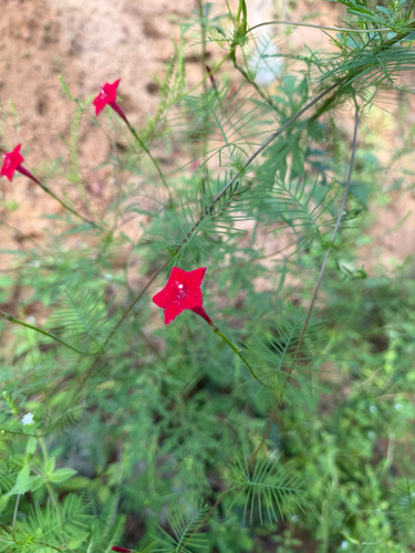 Cypress Vine