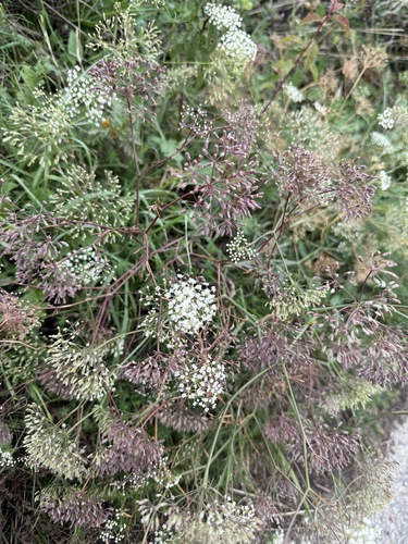 Falcaria vulgaris, photograph 5