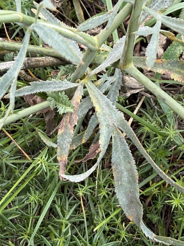 Falcaria vulgaris, photograph 6