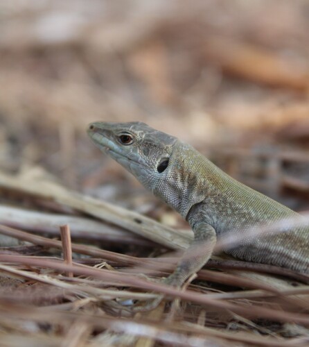 Southern Italian Wall Lizard