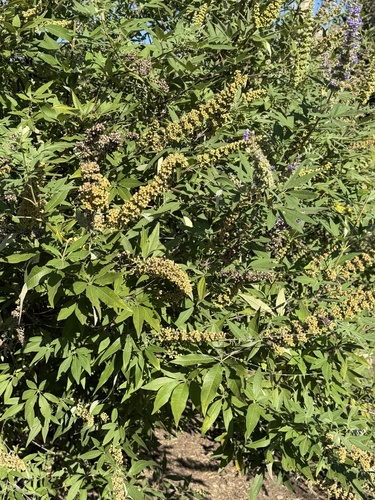 Lilac chaste tree