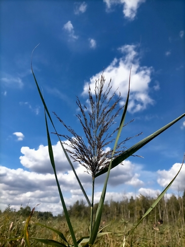 common reed