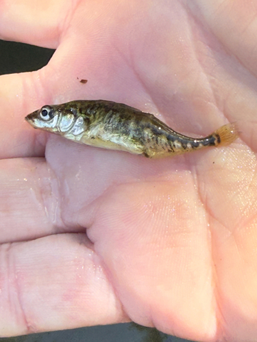 Threespine Stickleback
