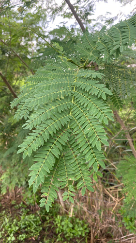 White leadtree