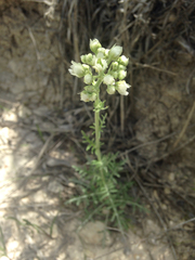 Hymenopappus