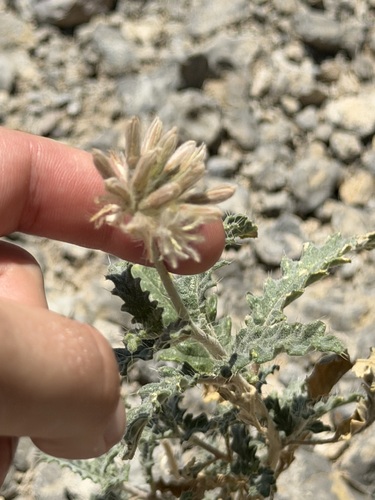 Cevallia sinuata, photograph 6