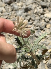 Cevallia sinuata, photograph (c) Alex Doyle, some rights reserved (CC BY)