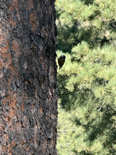 Red-breasted Nuthatch