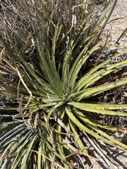 Hechtia texensis, photograph (c) Alex Doyle, some rights reserved (CC BY)