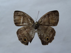 Cissia pseudoconfusa