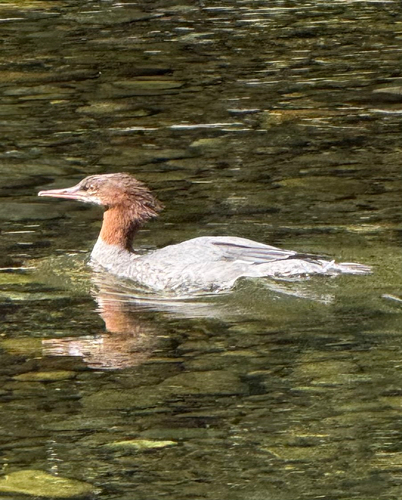 Common Merganser