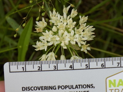 Allium fraseri