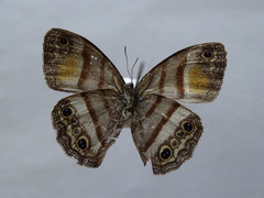 Cissia pseudoconfusa