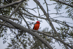 Pyrocephalus rubinus
