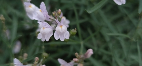 Pale Toadflax