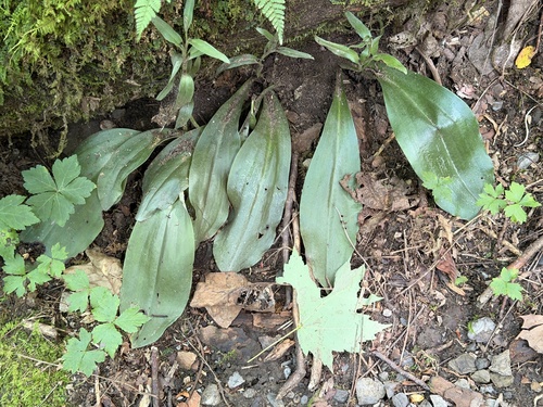 Galearis spectabilis, photograph 4