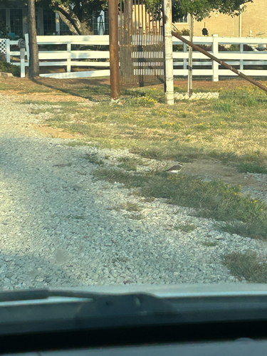 Killdeer