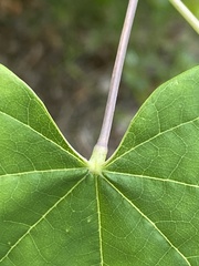 Cercis canadensis canadensis