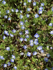 Veronica persica