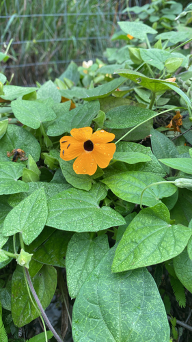 Black-eyed Susan vine