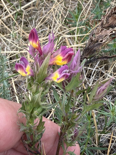 Melampyrum arvense, photograph 3