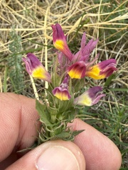 Melampyrum arvense, photograph (c) Thomas Ebner, some rights reserved (CC BY)
