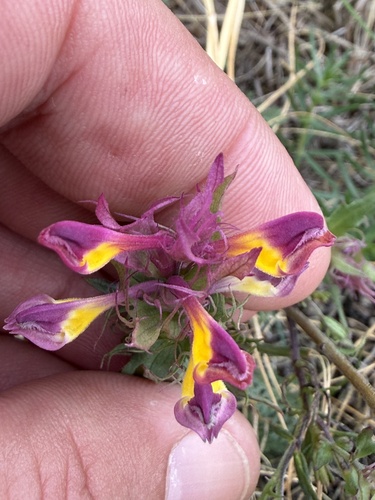 Melampyrum arvense, photograph 5