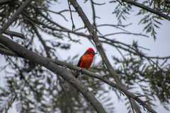 Pyrocephalus rubinus